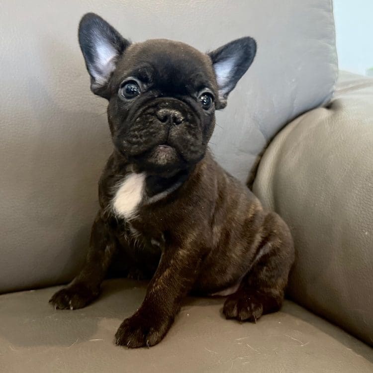 Designer French Bulldog Reviews