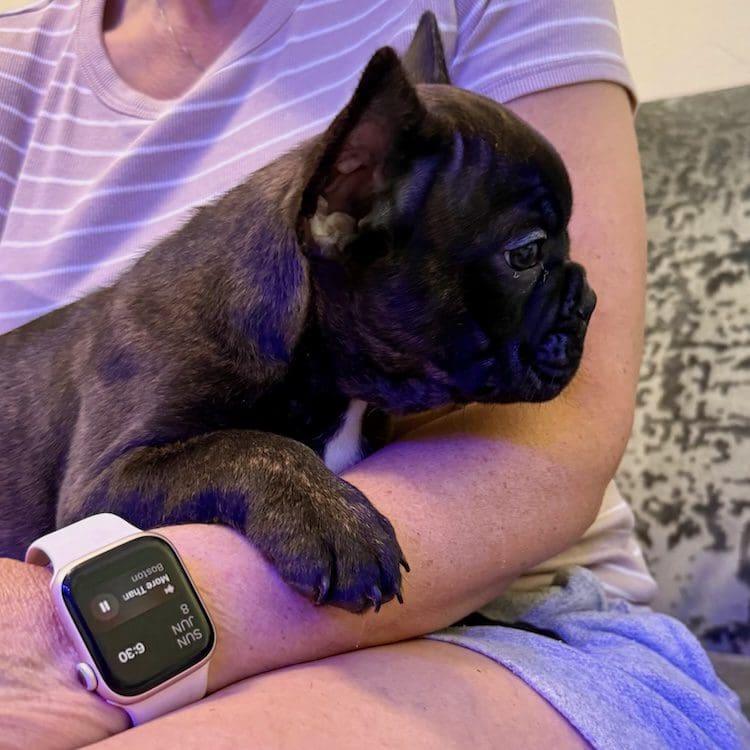 AKC frenchie puppies