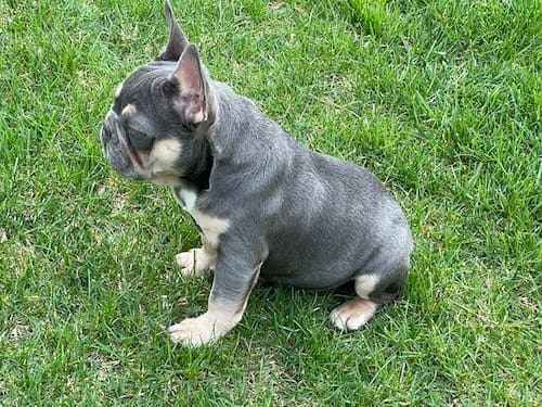 lilac french bulldogs near me