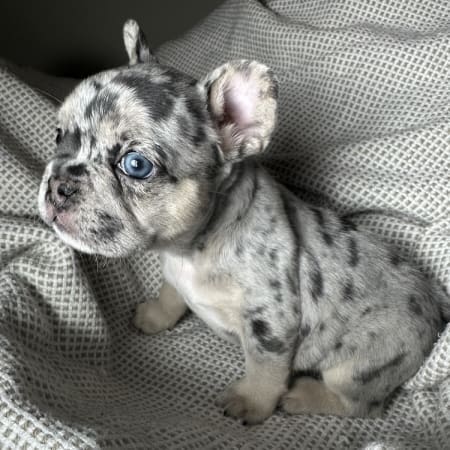 blue merle frenchie