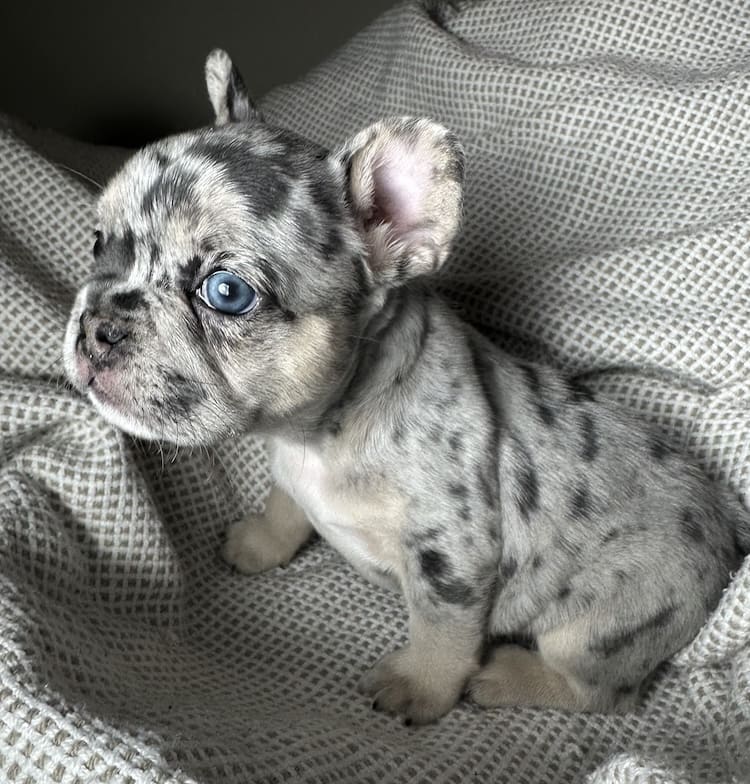blue merle frenchie