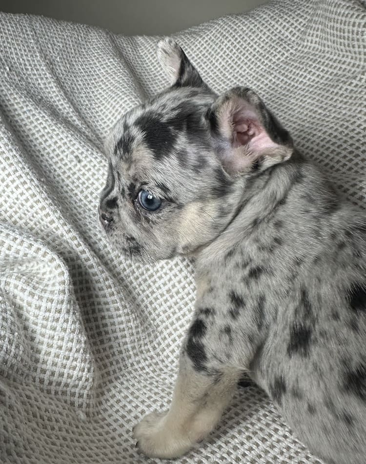blue and tan merle frenchie
