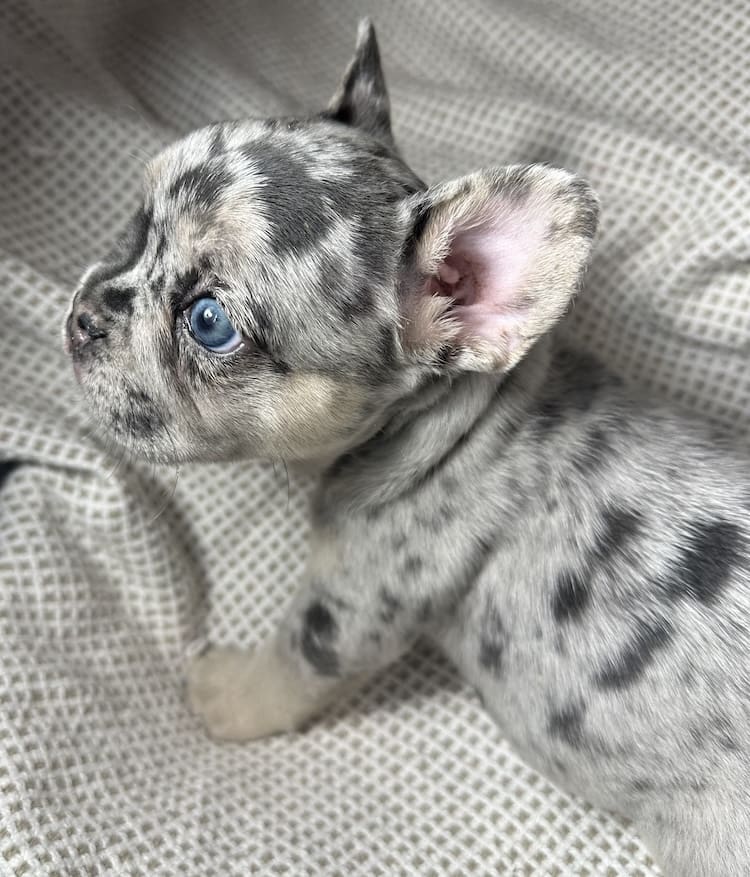 blue merle frenchie
