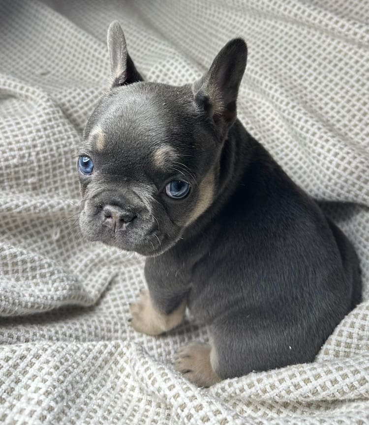 orlando Florida Frenchie breeders
