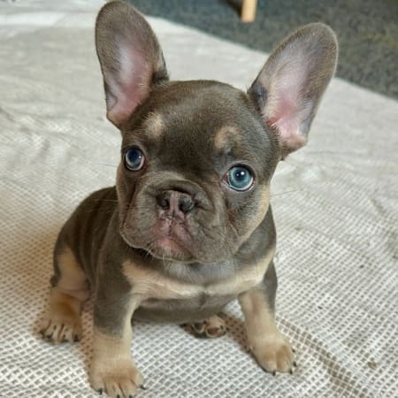 blue and tan frenchie puppy