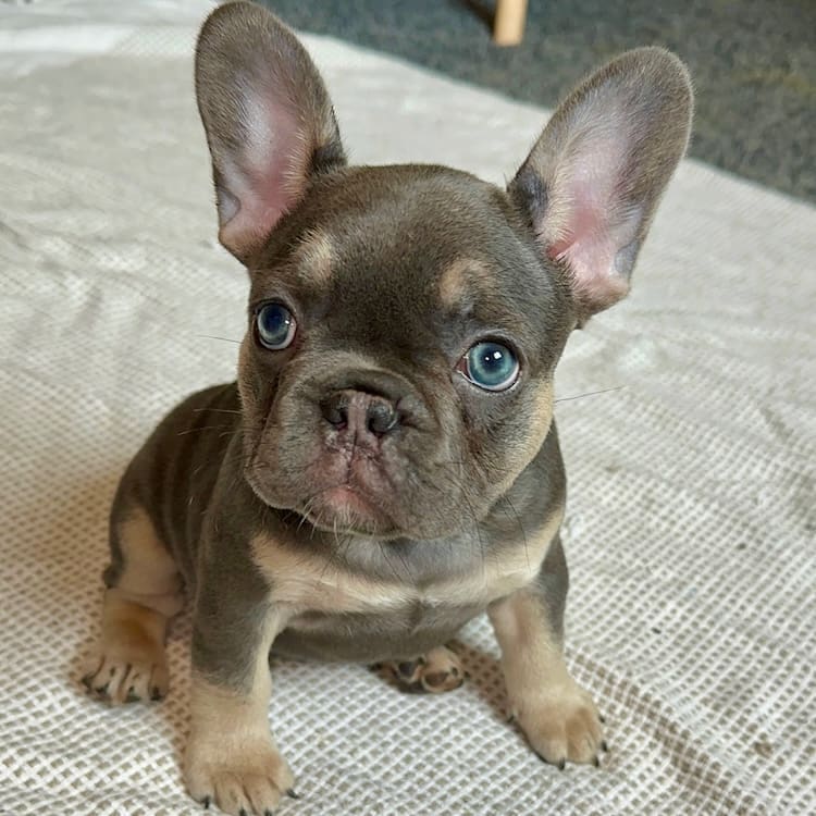 blue and tan frenchie puppy