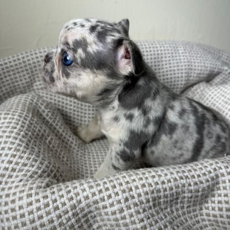 blue merle frenchie puppy with blue eyes