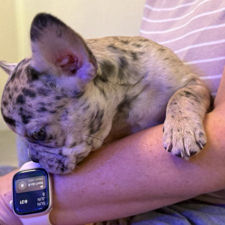 merle french bulldog puppies