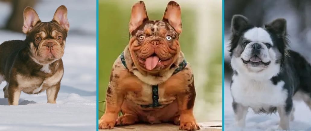 French bulldog stud service