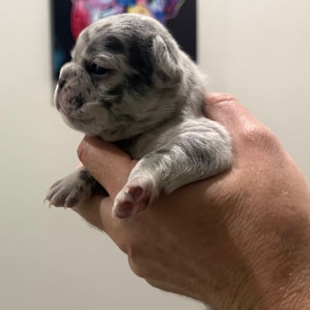 lilac frenchie puppy for sale