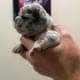 lilac frenchie puppy for sale