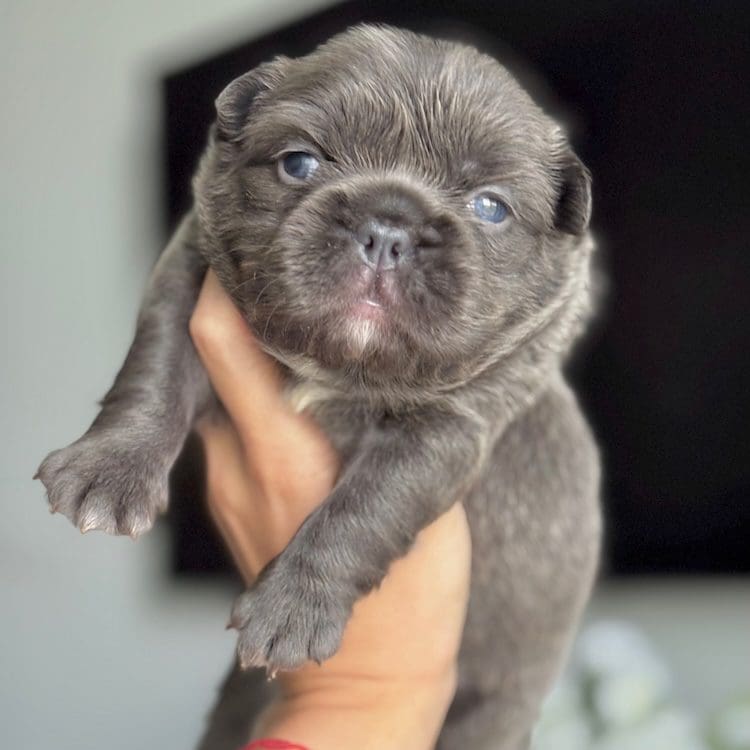 blue fluffy french bulldog puppies