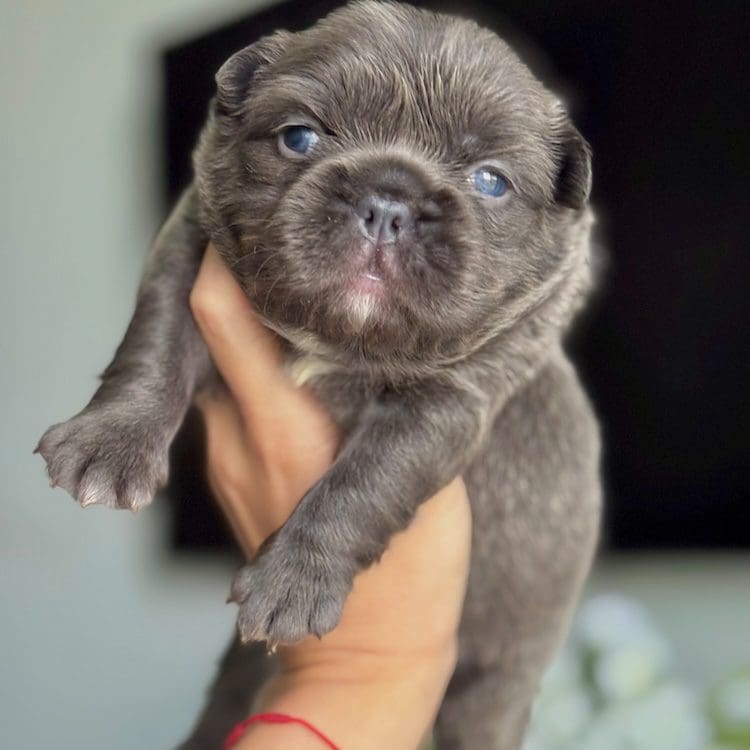Lilac merle fluffy french bulldog puppy being held