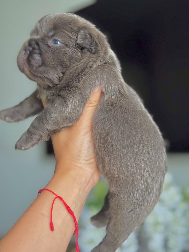 Lilac fluffy french bulldog puppy with blue eyes