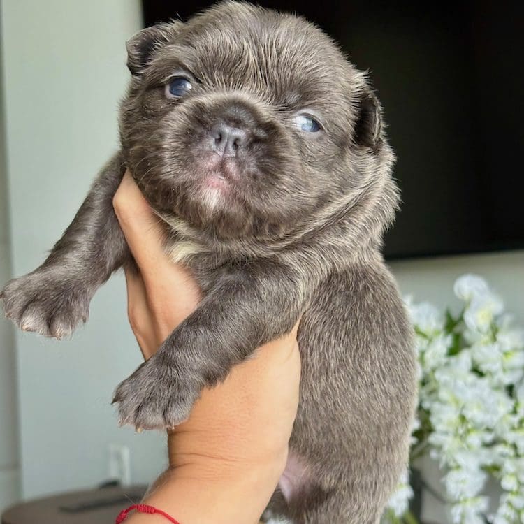 fluffy french bulldog for sale