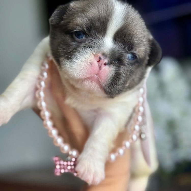 fluffy frenchies near me