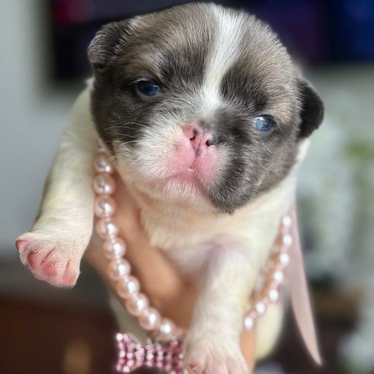 fluffy pied frenchie