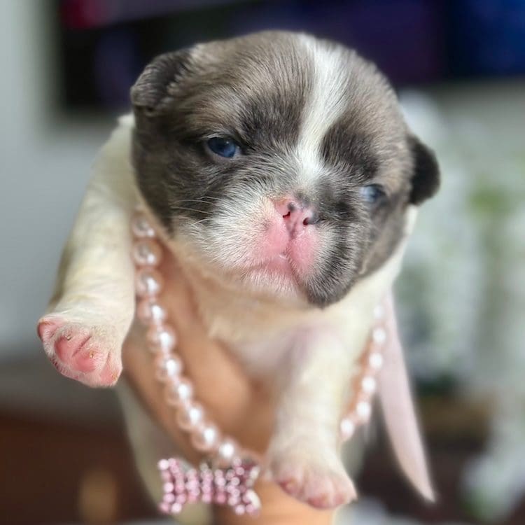 blue pied frenchie puppies