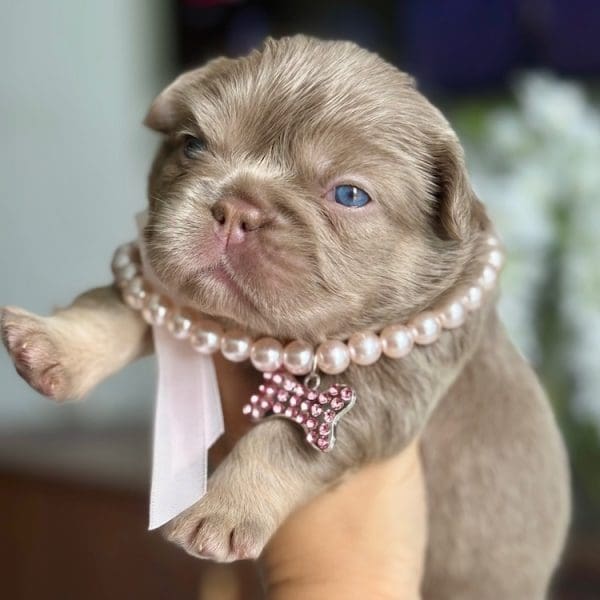 Frenchie colors French bulldog price chart Frenchie prices cost