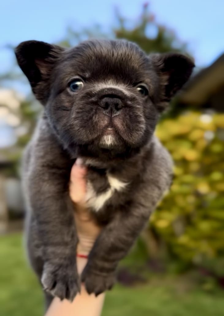 blue fluffy frenchies