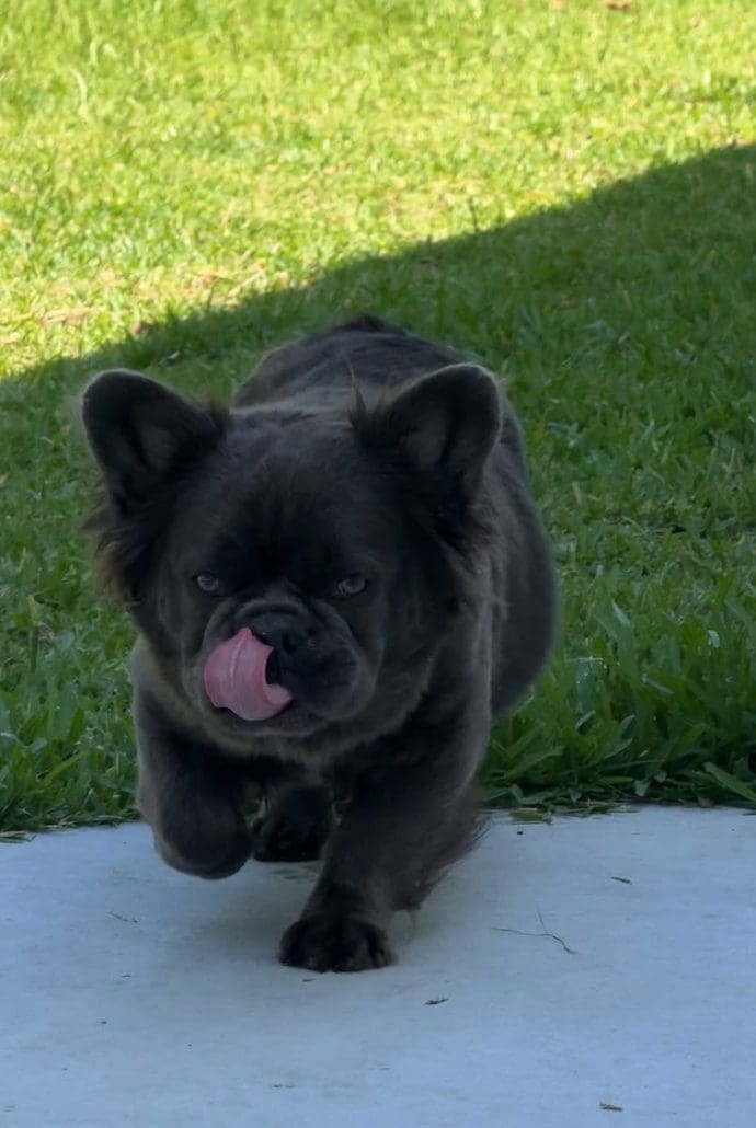 blue fluffy french bulldog