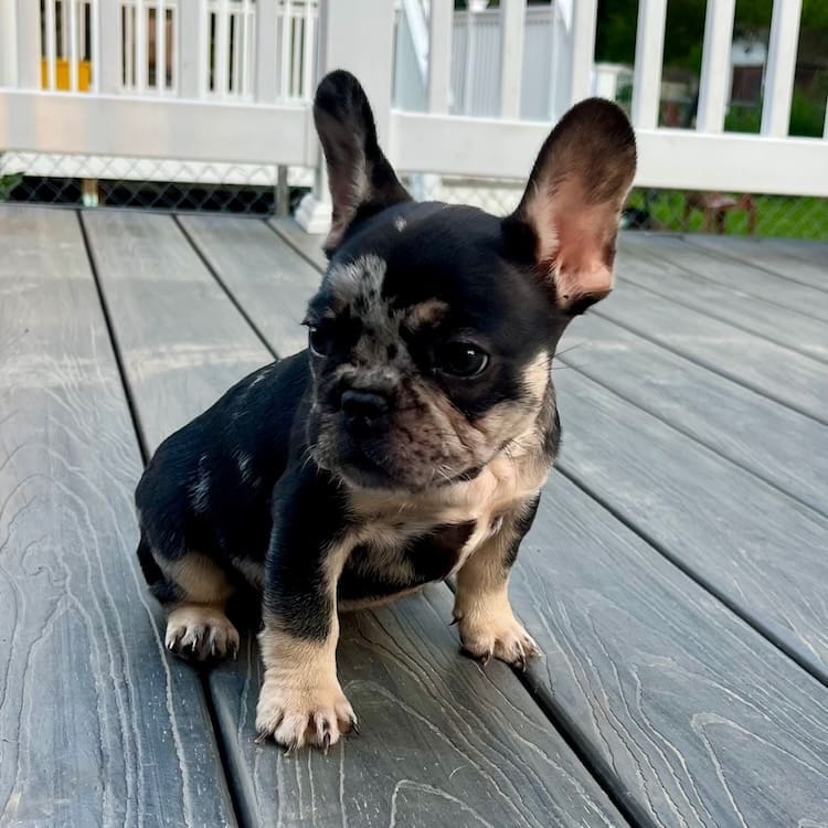 black merle french bulldog