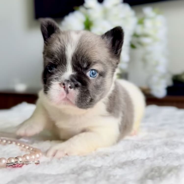 fluffy french bulldog puppies