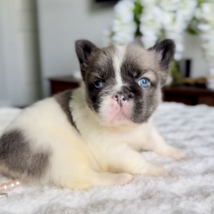 Orlando Frenchies for sale