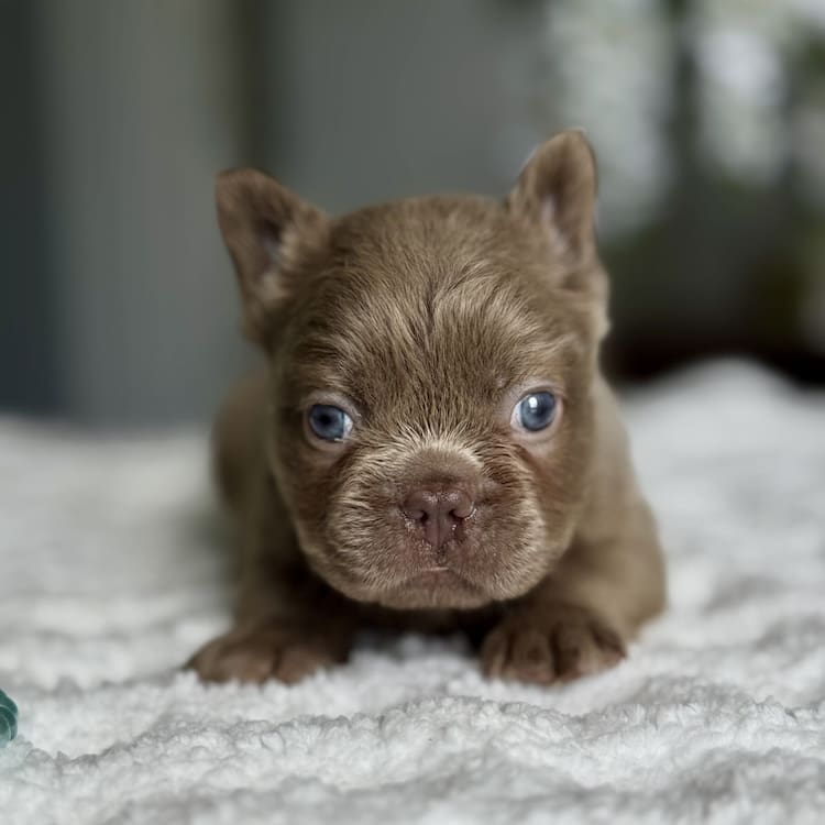 fluffy french bulldog florida