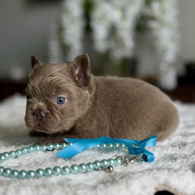 fluffy frenchies near me