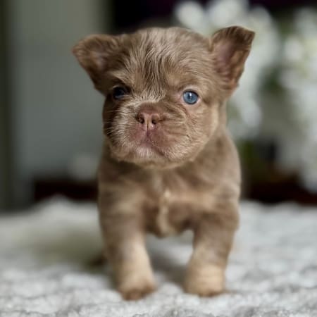 Fluffy Frenchies florida