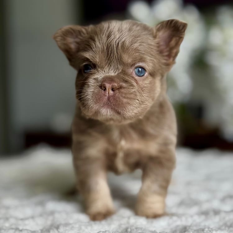 what is a fluffy Frenchie?