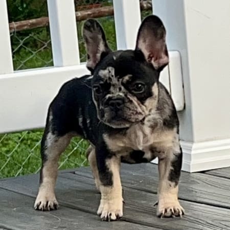 merle frenchie puppies near me