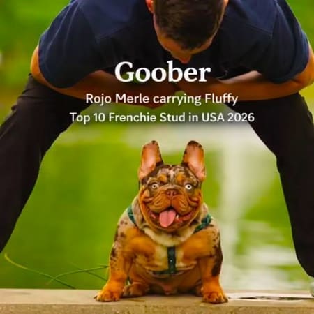 French bulldog stud service