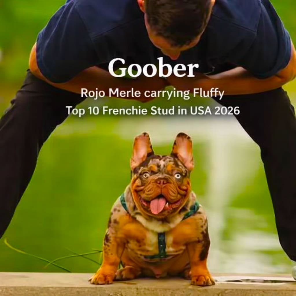 French bulldog stud service