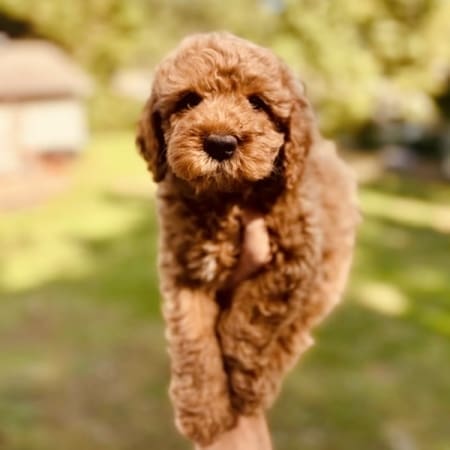 mini goldendoodle puppies