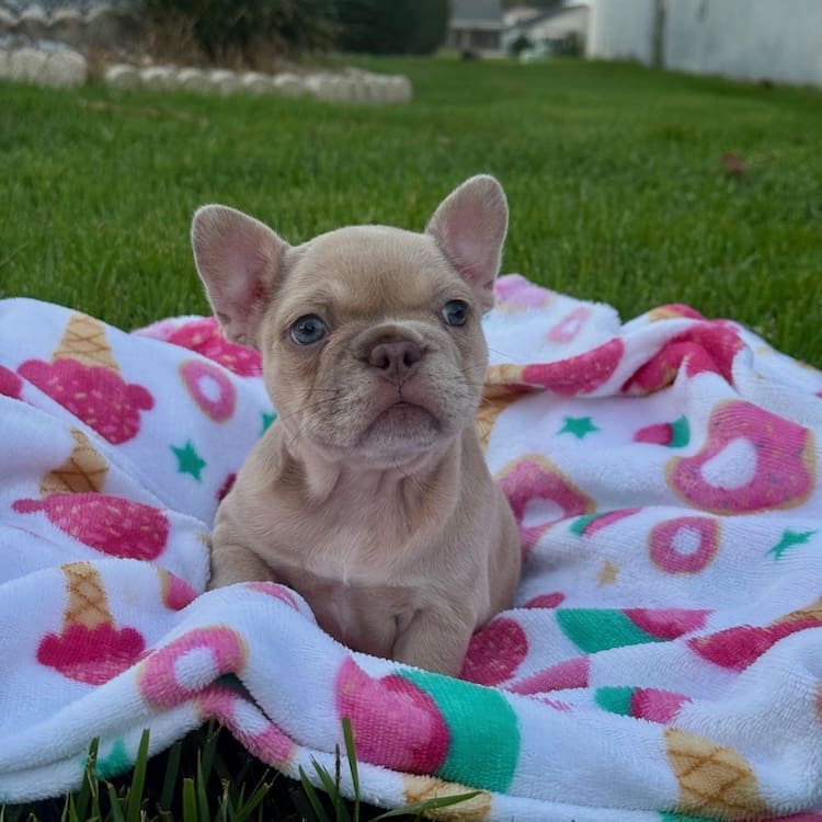 newshade isabella merle french bulldogs near me