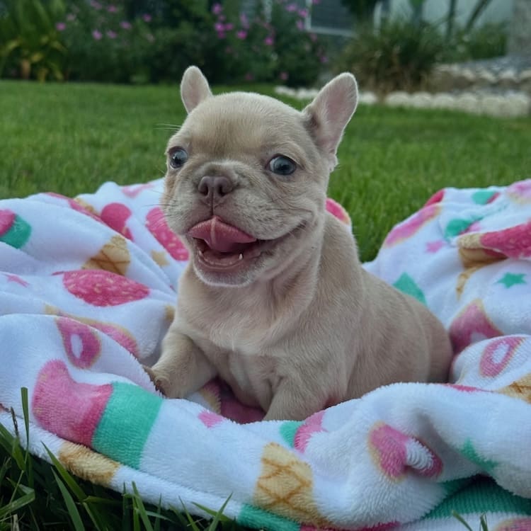 newshade isabella merle frenchie