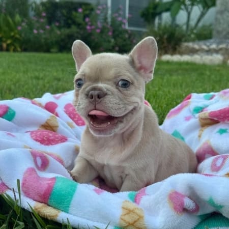 newshade isabella frenchie