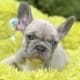 blue fawn french bulldog puppy