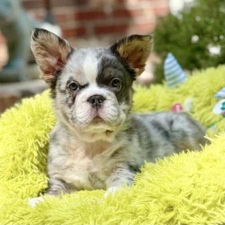 fluffy frenchies for sale