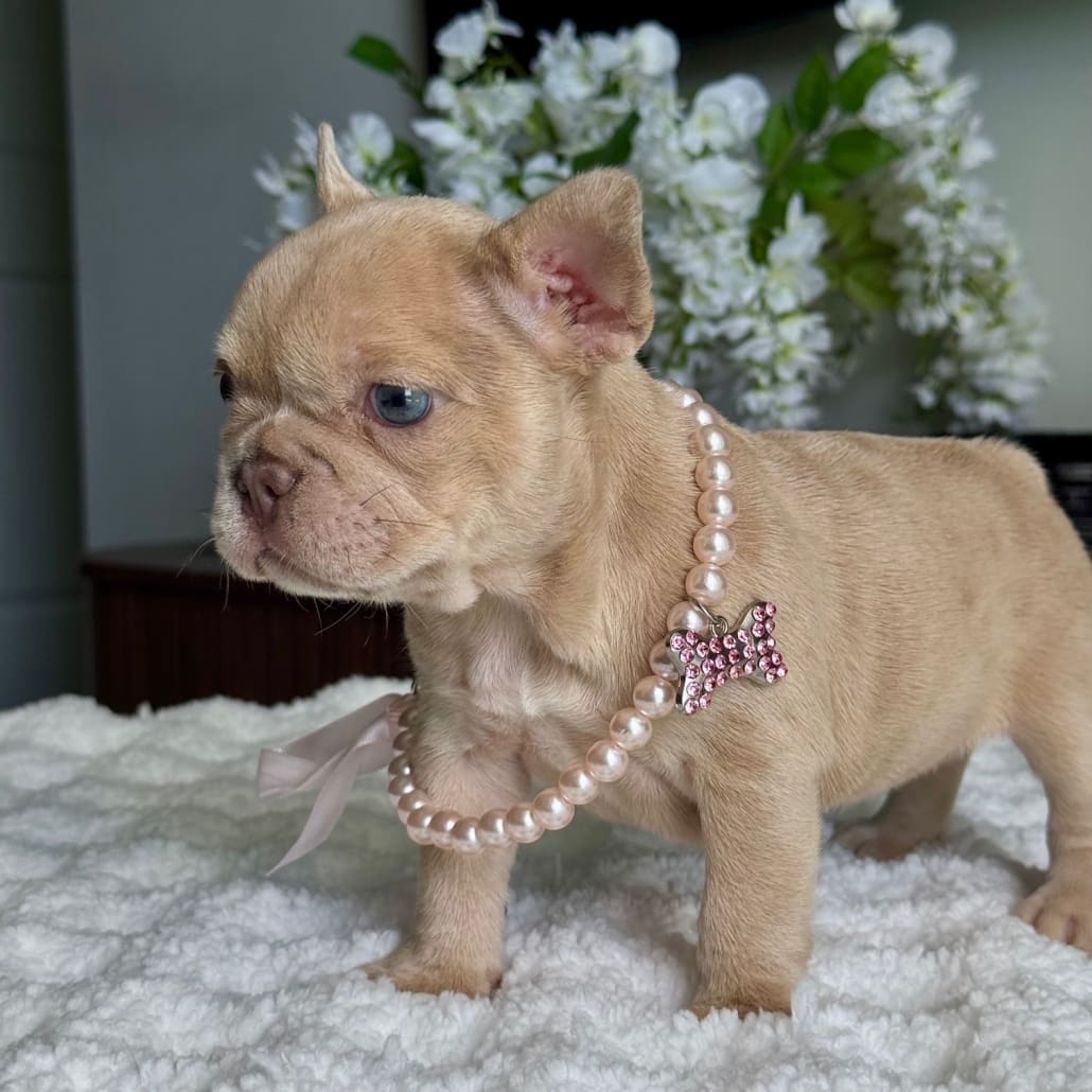 newshade isabella frenchie puppy for sale