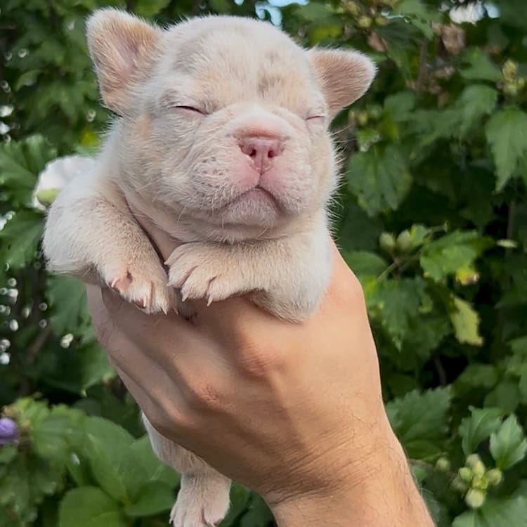 frenchie puppies for sale