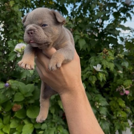 isabella french bulldogs for sale