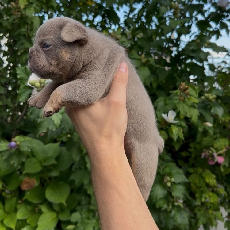 Frenchie breeders West Palm Beach Florida