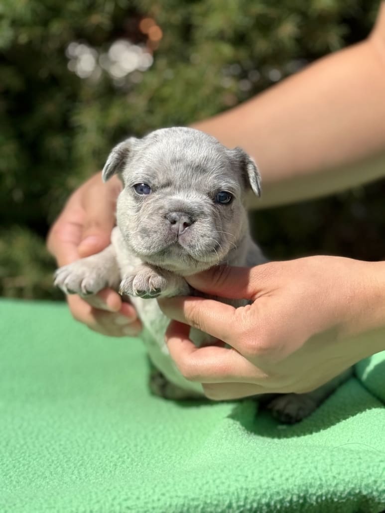 lilac and tan merle frenchie