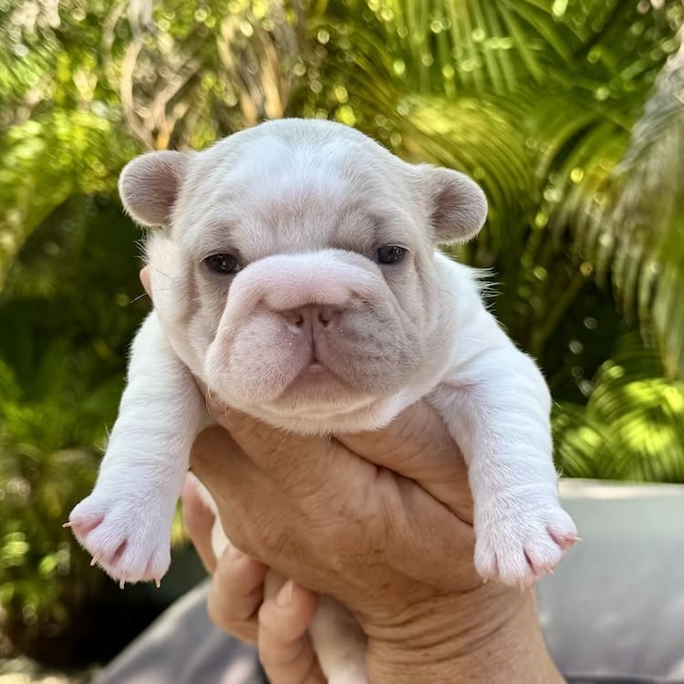 French bulldog breeders Clearwater