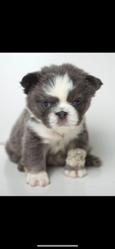 fluffy panda french bulldog puppy1