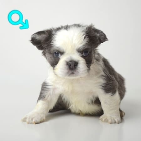 fluffy panda frenchie puppy