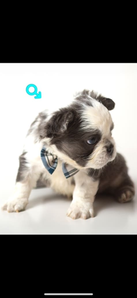 husky frenchie puppies near me